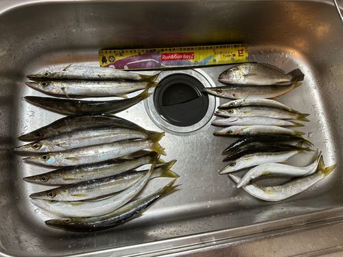 カマスの釣果