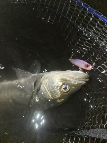 スズキの釣果