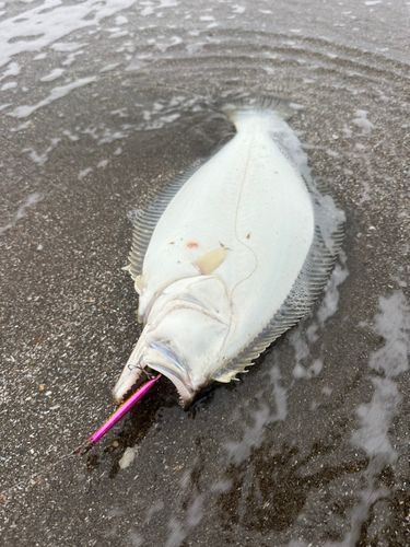 ヒラメの釣果