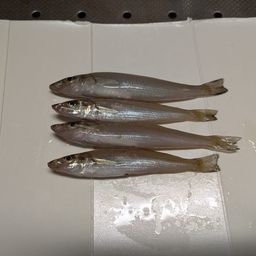 シロギス