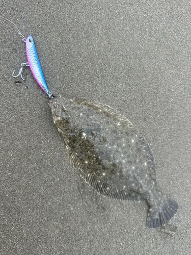 ヒラメの釣果