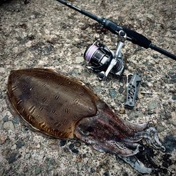 モンゴウイカ