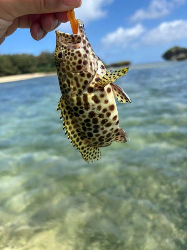 イシミーバイの釣果