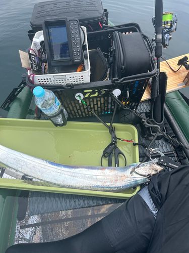 タチウオの釣果