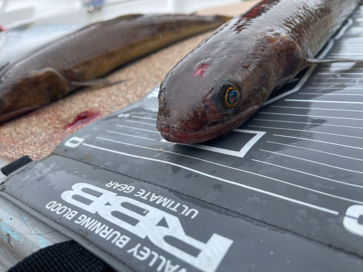 カブトムシ22さんの釣果 2枚目の画像