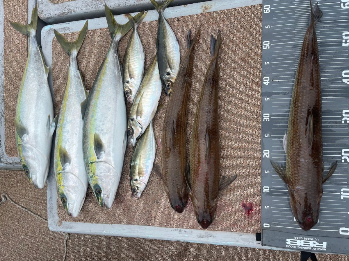 カブトムシ22さんの釣果 3枚目の画像