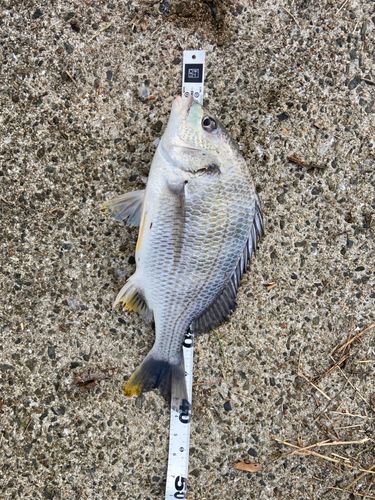 クロダイの釣果