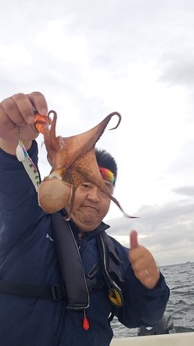 タコの釣果