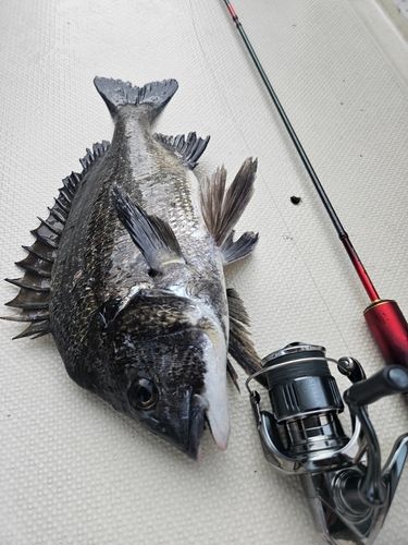 クロダイの釣果