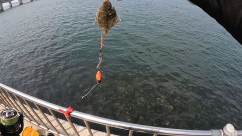 カレイの釣果