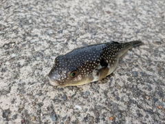 フグの釣果