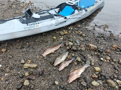 オオモンハタの釣果