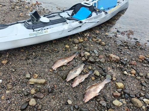オオモンハタの釣果