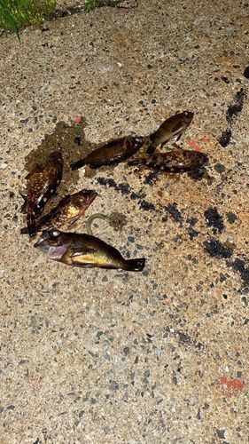カサゴの釣果
