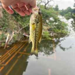 ブラックバス