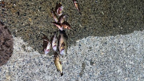メバルの釣果