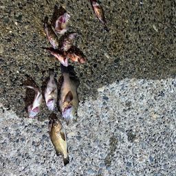 メバル