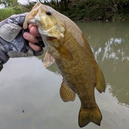 スモールマウスバス