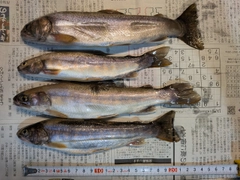 イワナの釣果