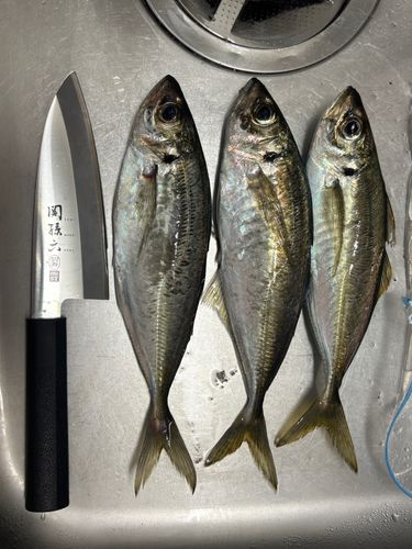 アジの釣果