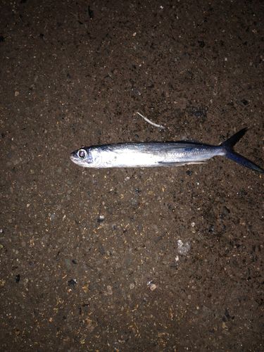 トビウオ