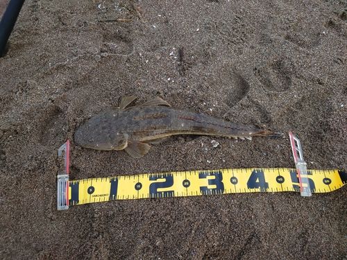 マゴチの釣果