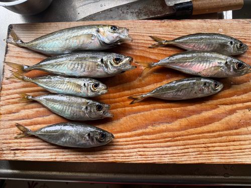 アジの釣果