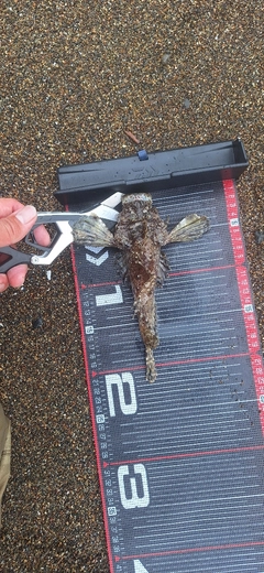 ハオコゼの釣果