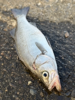 フッコ（ヒラスズキ）の釣果