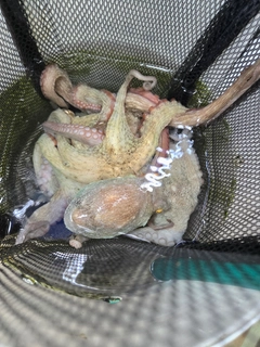 タコの釣果