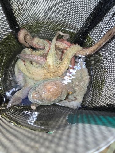 タコの釣果