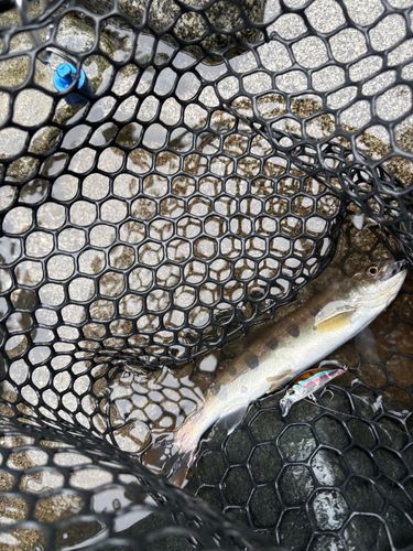 ヤマメの釣果