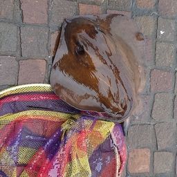 アカエイ