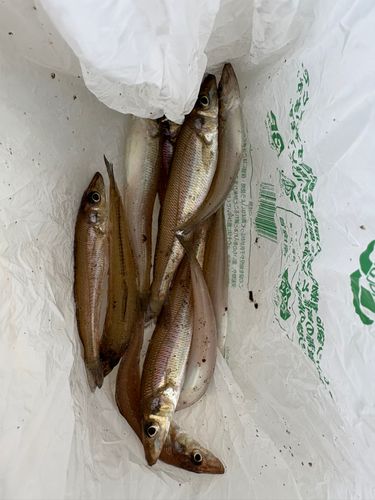 キスの釣果