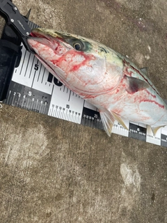 ブリの釣果