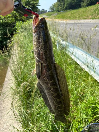 ライギョの釣果