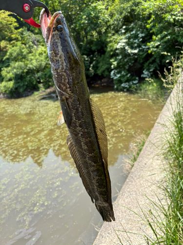 ライギョの釣果