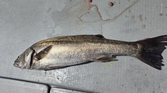 スズキの釣果
