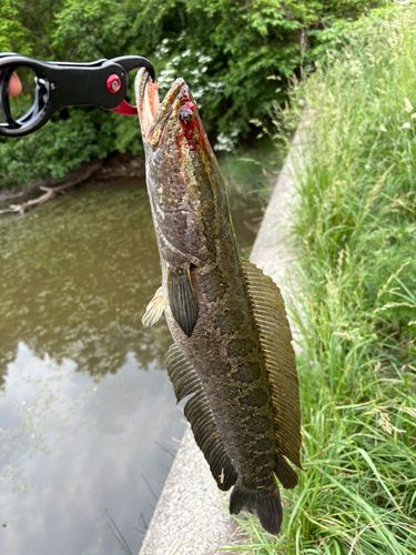 ライギョの釣果