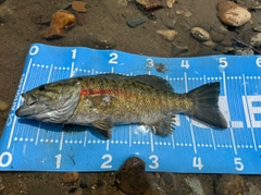 スモールマウスバスの釣果