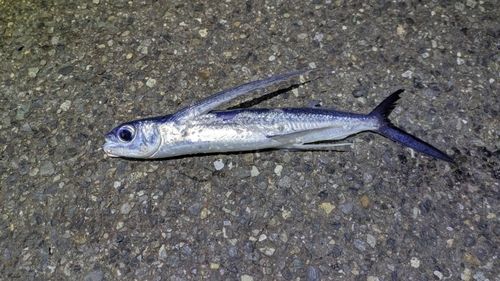 トビウオの釣果