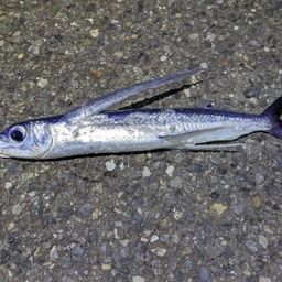 トビウオ