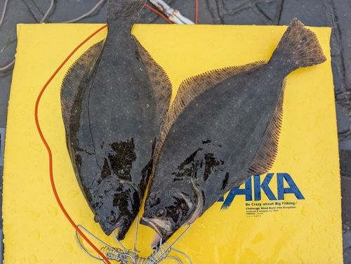 ヒラメの釣果