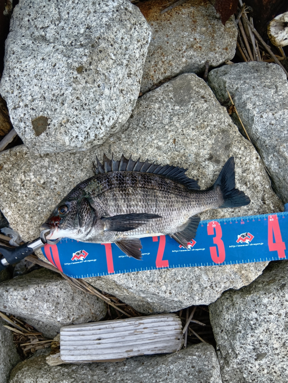 Daiwa 19 LATEO R 93ML Seabass Spinning rod 2 pieces From