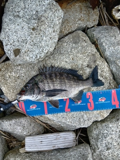 クロダイの釣果