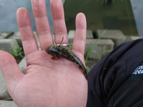 ヌマチチブの釣果