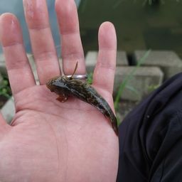 ヌマチチブ