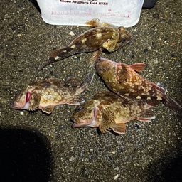 カサゴ