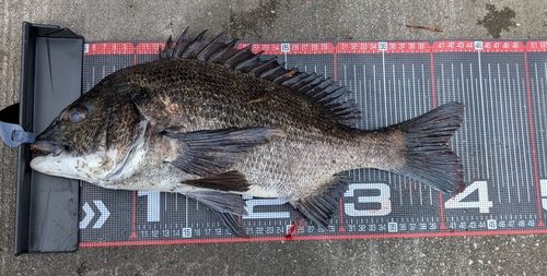 クロダイの釣果