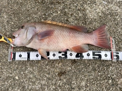 コブダイの釣果